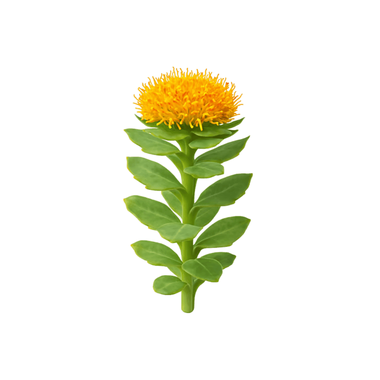 Rhodiola rosea, an adaptogen in the CONKA formula