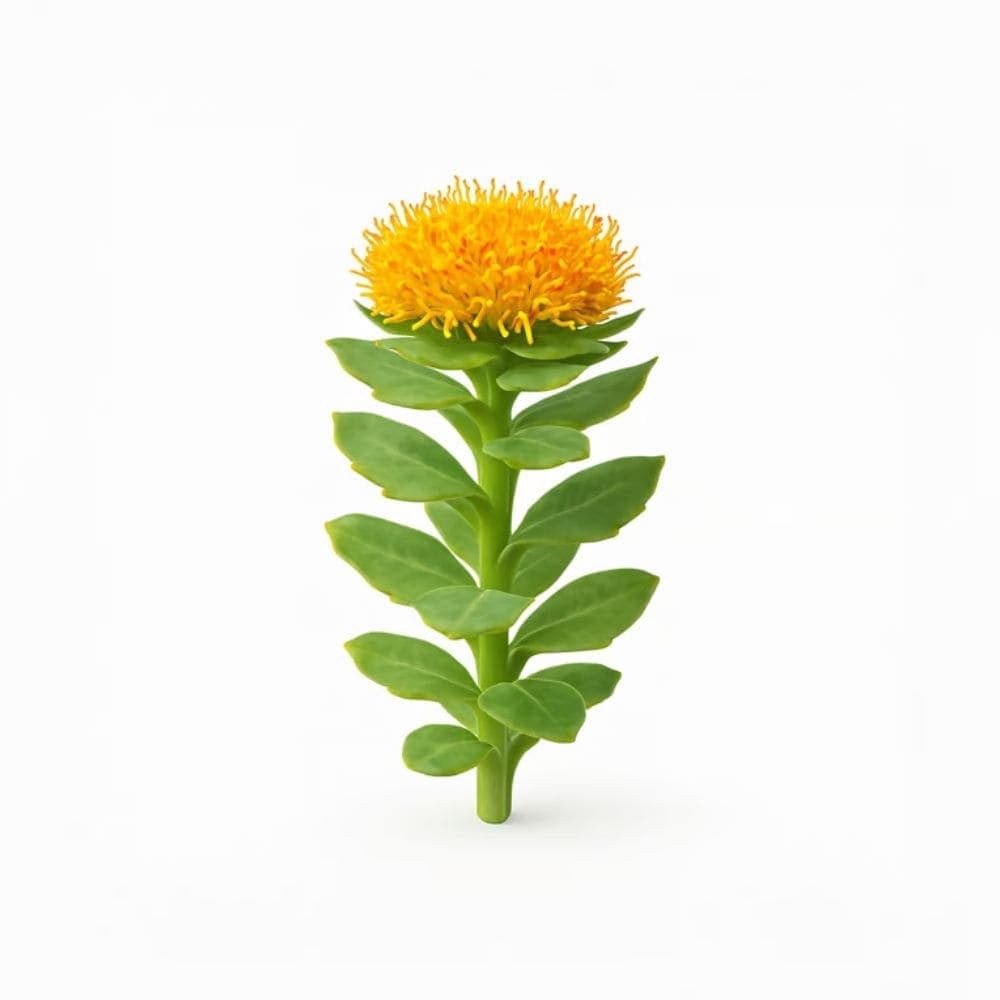 Rhodiola
